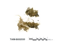 藏品(懸苔屬)的圖片
